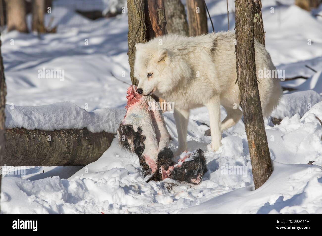 alimentación de lobos del ártico Fotografía de stock - Alamy