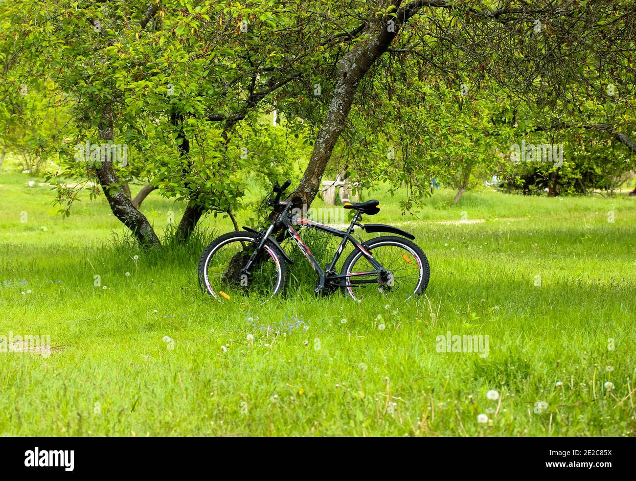 Bicicletas estacionadas bajo un manzano en el alto verde hierba de jardín  botánico Fotografía de stock - Alamy