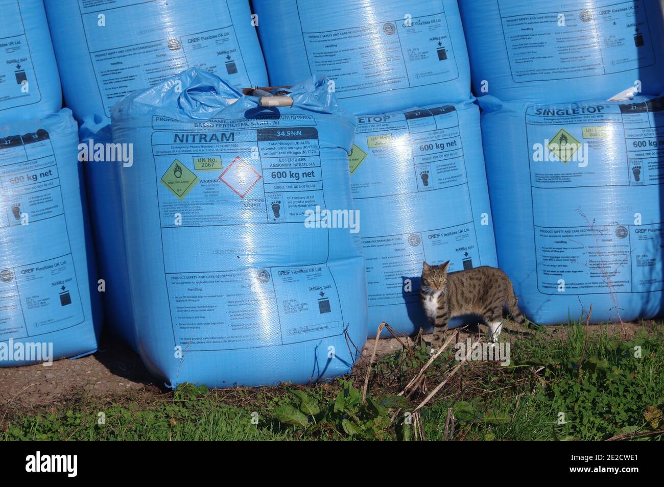 Tabby gato y bolsas de fertilizante Foto de stock