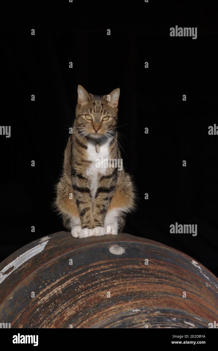 Tabby gato se sentó en el mezclador de cemento Foto de stock