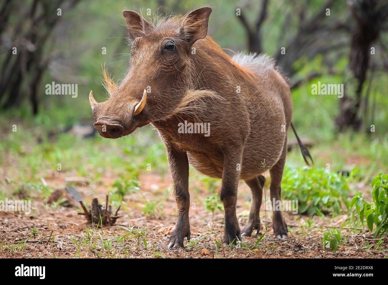 Enfoque superficial de un warthog común mirando a un lado en un reserva de juegos Foto de stock