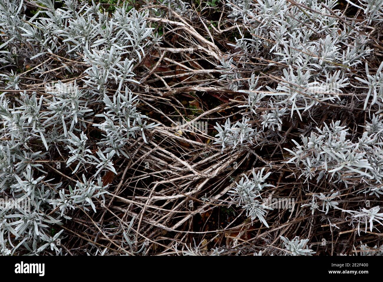 Lavanda leñosa Lavandula angustifolia, enero, Inglaterra, Reino Unido Foto de stock