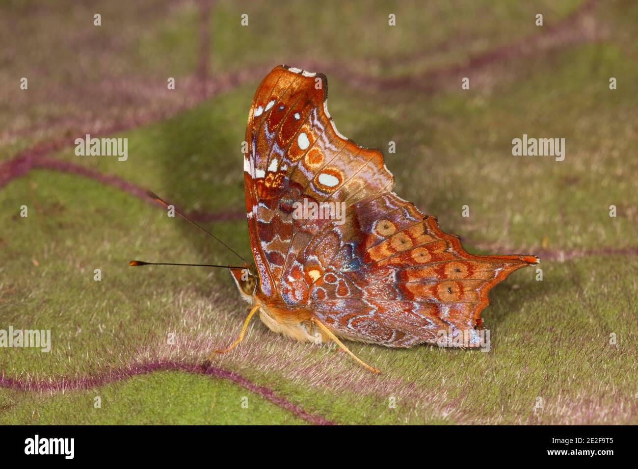 Vista ventral de mariposa con patas de pincel, Hypanartia kefersteini, Nymphalidae. Foto de stock