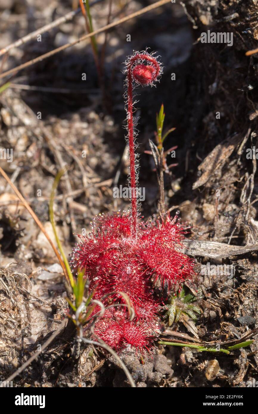 Una planta de flores del Sundew Drosera tomentosa que se encuentra en el hábitat natural del Parque Nacional Serra do CIPO en Minas Gerais, Brasil Foto de stock