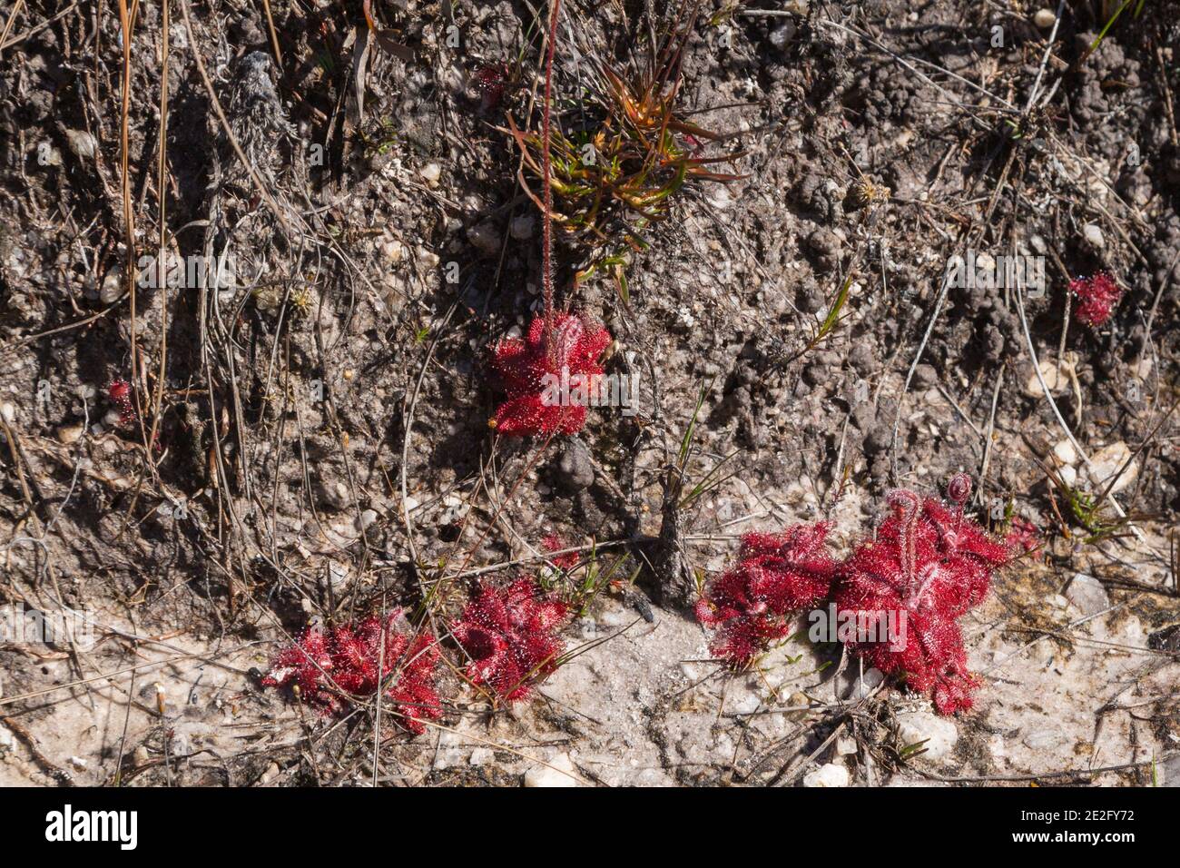 Pequeña colonia de la planta carnívora Drosera tomentosa en hábitat natural visto en el Parque Nacional Serra do CIPO en Minas Gerais, Brasil Foto de stock