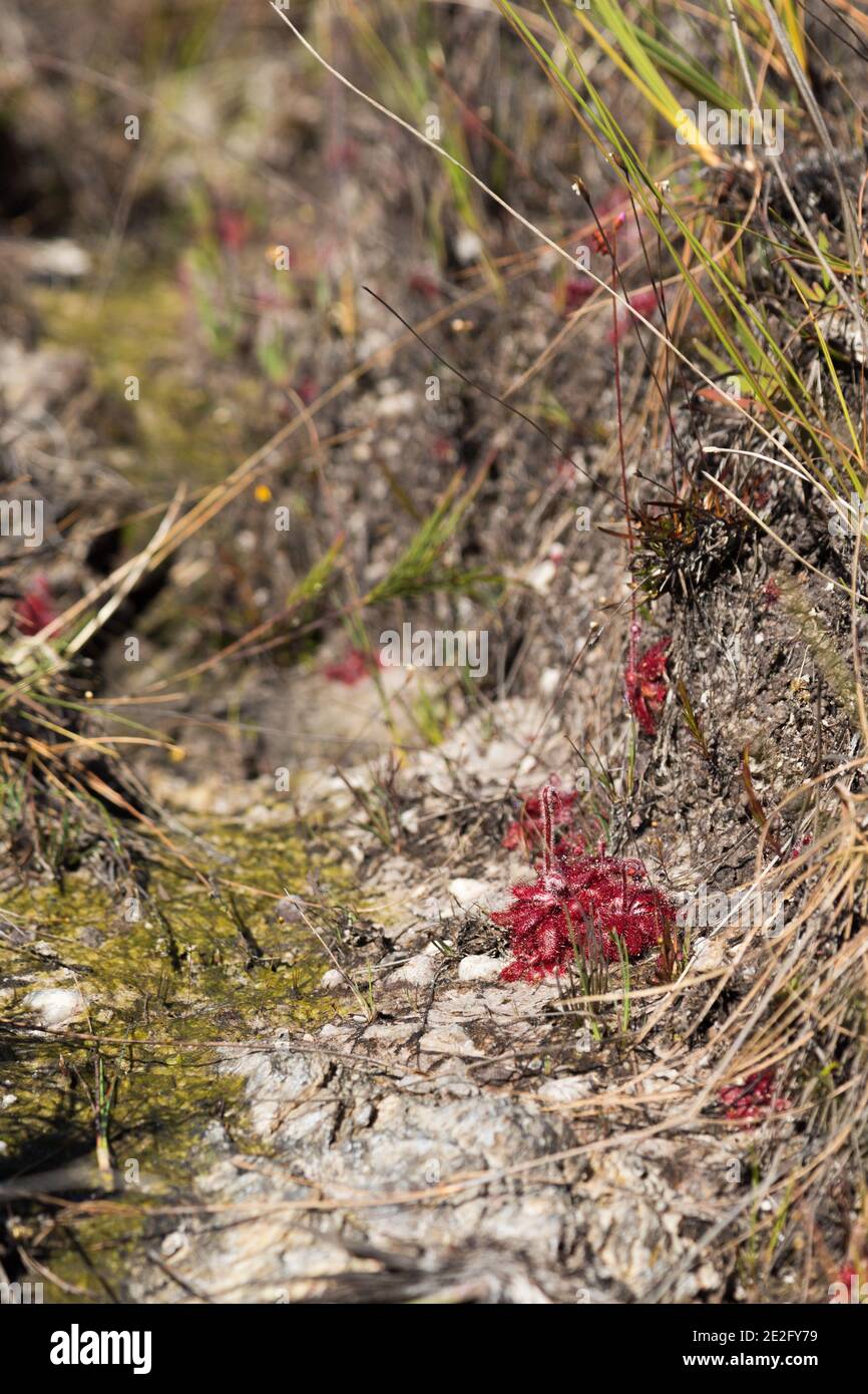Algunos Drosera tomentosa (una planta carnívora) en el hábitat arenoso visto en el Parque Nacional Serra do CIPO en Minas Gerais, Brasil Foto de stock