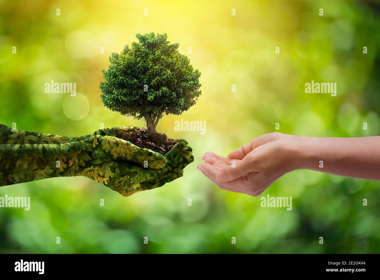 Medio ambiente día de la Tierra manos de la naturaleza. Las manos de la  muchacha sostienen los árboles que crecen en el fondo verde del bokeh.  Ecología y concepto de la naturaleza