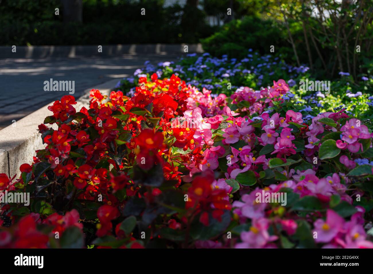 Begonia semperflorens jardín decorativo primer plano. Parque ajardinado,  florido de verano cama de flores con begonias de colores. Flores rojas,  rosadas, azules en el borde Fotografía de stock - Alamy