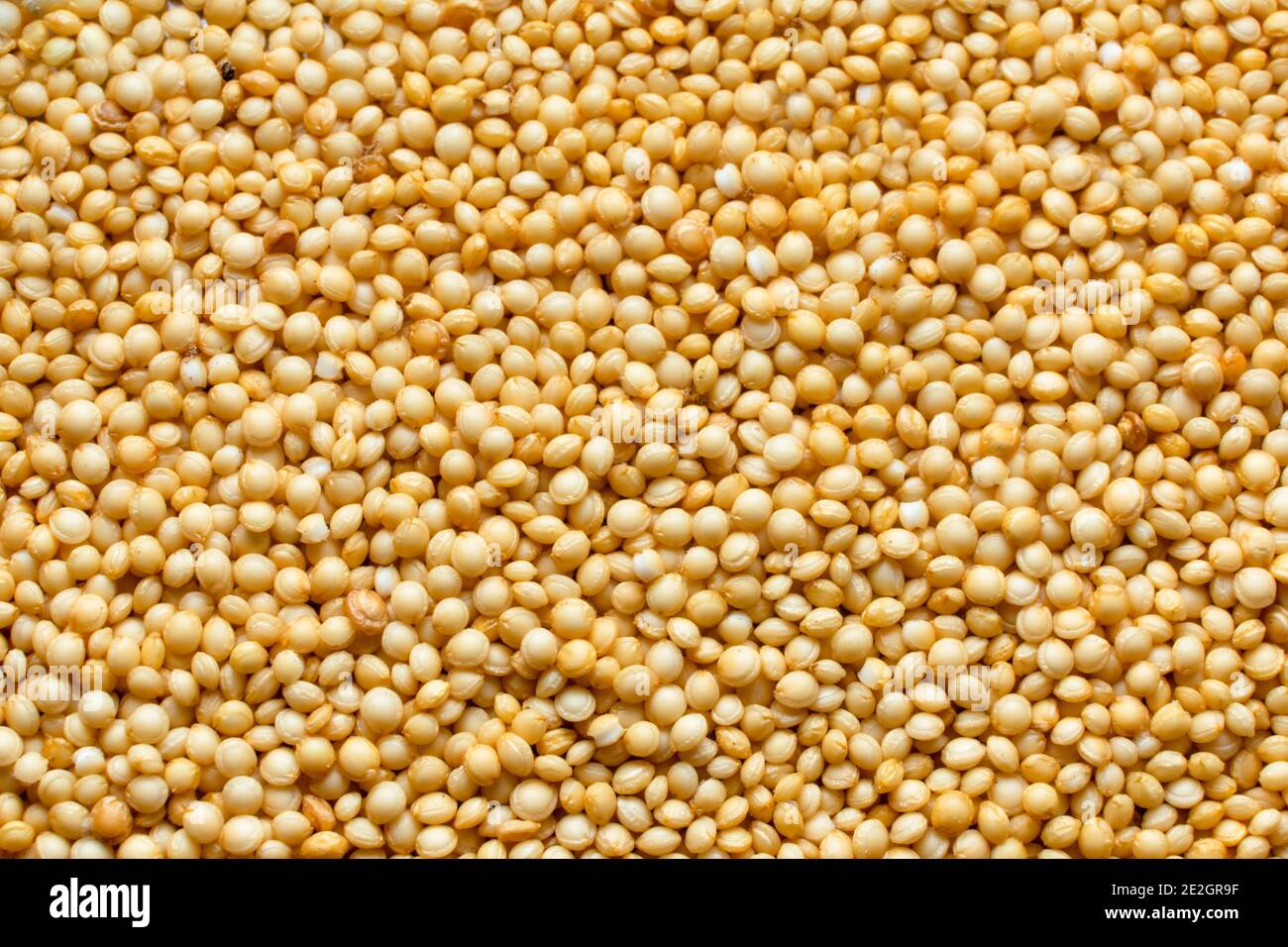 Primer plano de las semillas de Amaranthus de fondo. Foto de stock