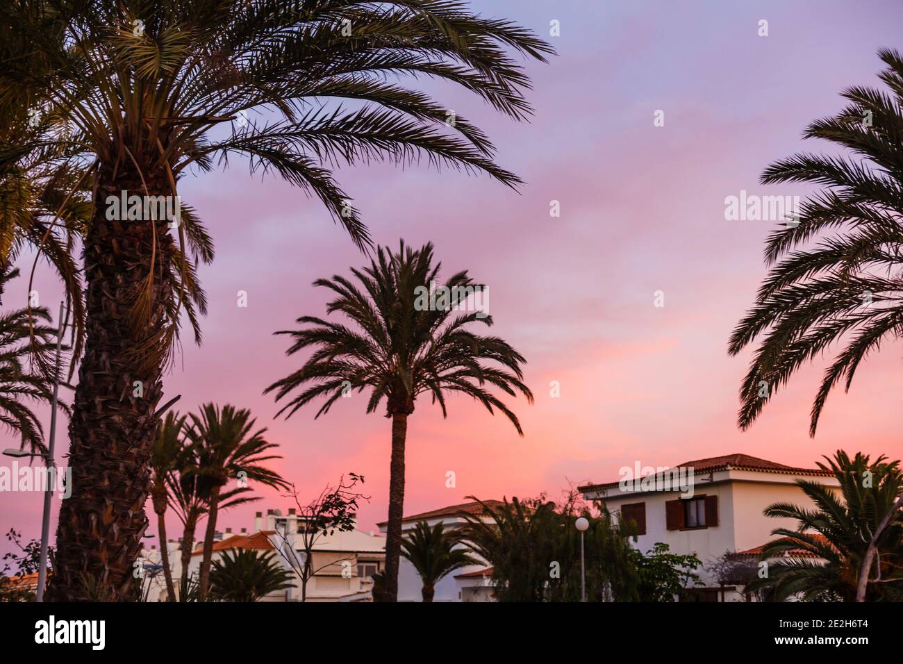 Silueta de palmera durante la puesta de sol en las islas canarias Foto de stock