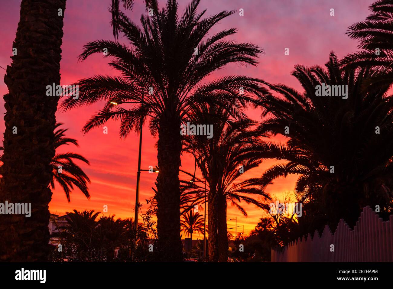 Silueta de palmera durante la puesta de sol en las islas canarias Foto de stock
