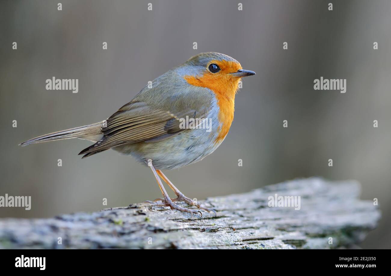 Ladrón europeo adulto (erithacus rubecula) posando en un viejo stock con dulce luz del atardecer Foto de stock