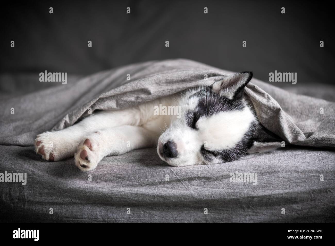 Un pequeño perro blanco cachorro raza de cúscaras siberianas con hermosos ojos azules se pone en la alfombra gris. Fotografía de perros y mascotas Foto de stock