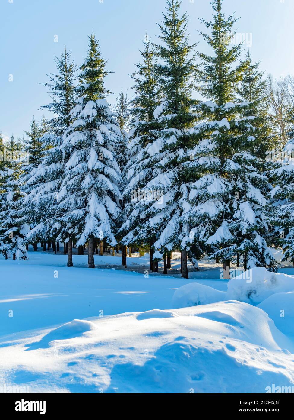 Árboles de picea en invierno bajo vegetación de nieve perenne Foto de stock