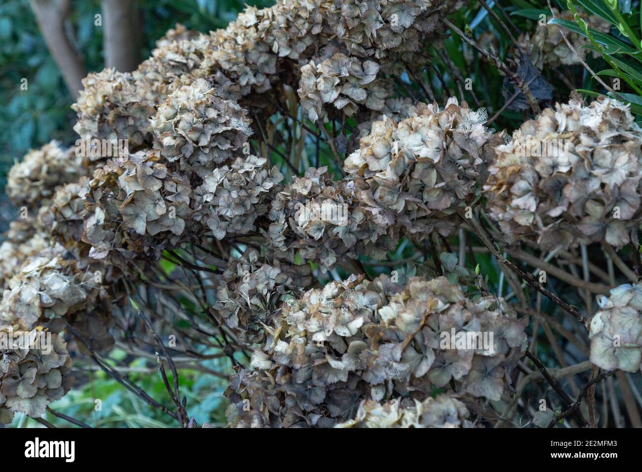 Flores de hortensias descoloridas en invierno. Foto de stock