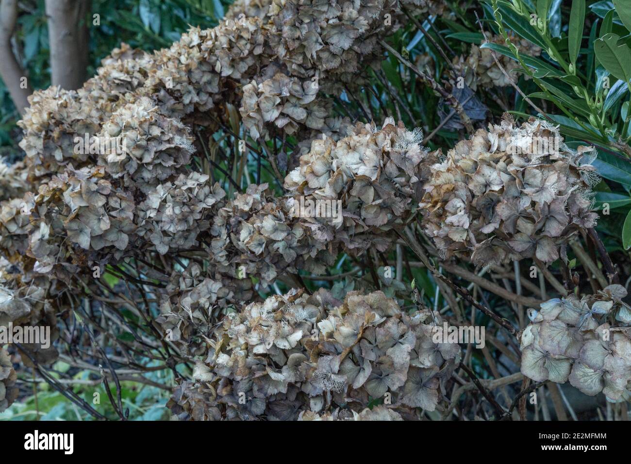 Flores de hortensias descoloridas en invierno. Foto de stock