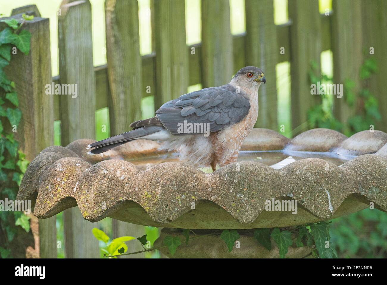 Coopers Hawk en un baño de aves en Elk Grove Village, Illinois Foto de stock