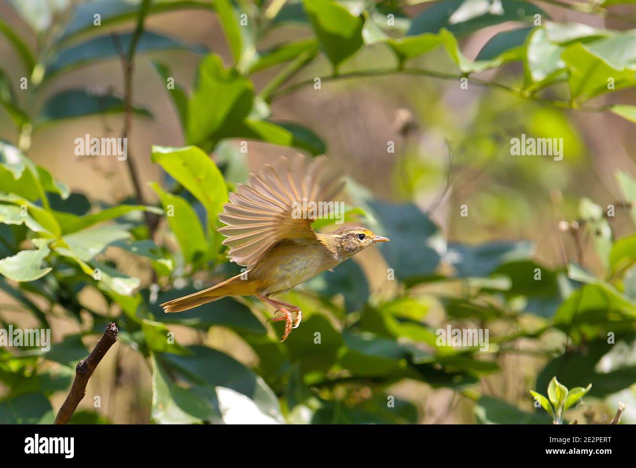 El warbler de Radde (Phylloscopus schwarzi), adulto que vuela en el bosque, Parque Nacional Khao Yai, Tailandia Foto de stock