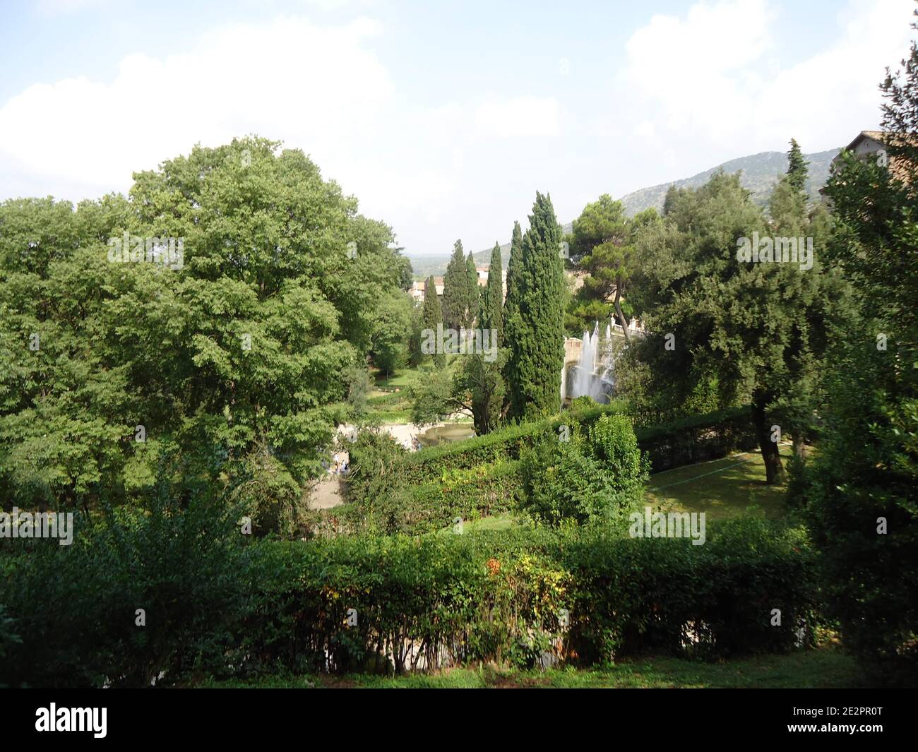 Árboles en Tuscanny, Italia Foto de stock
