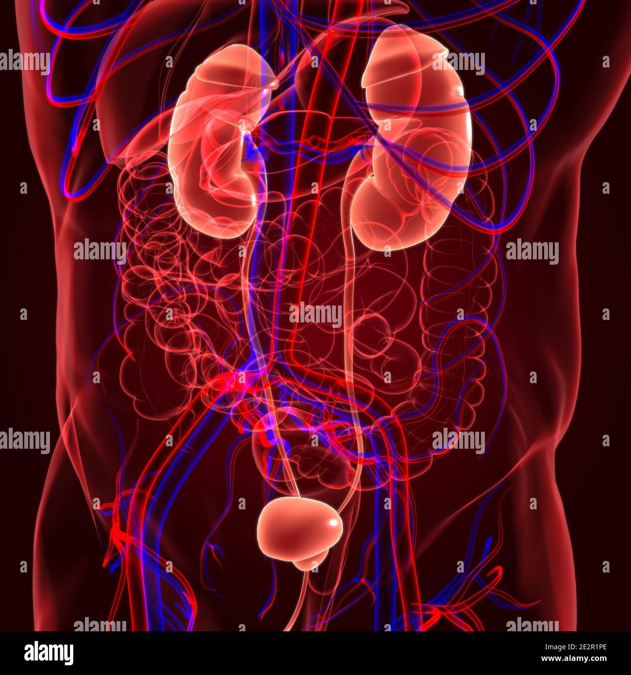 Sistema urinario humano riñones con anatomía de vejiga para el concepto médico Ilustración 3D