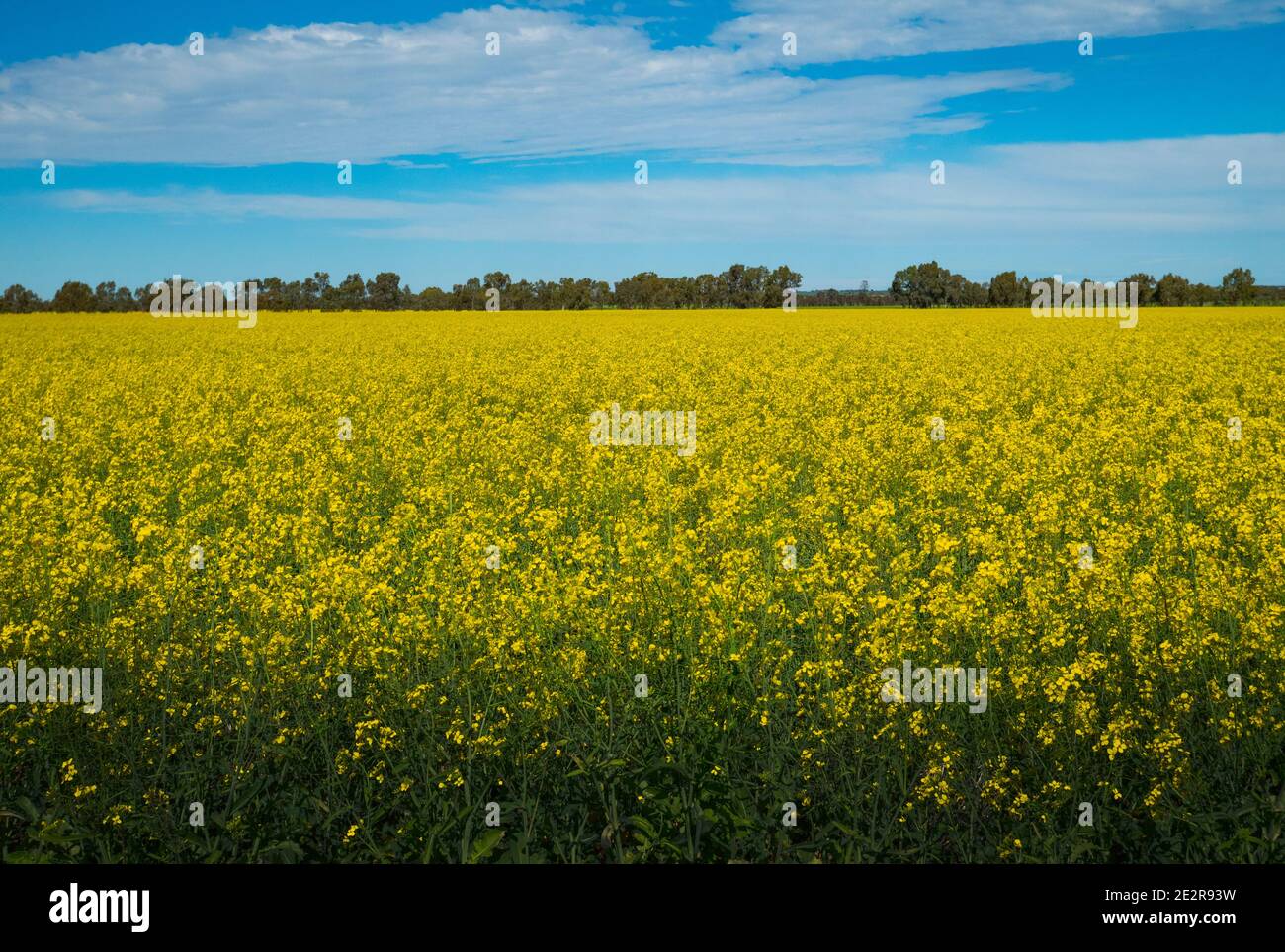 Flores amarillas de un campo de Canola casi listas para la cosecha. Foto de stock