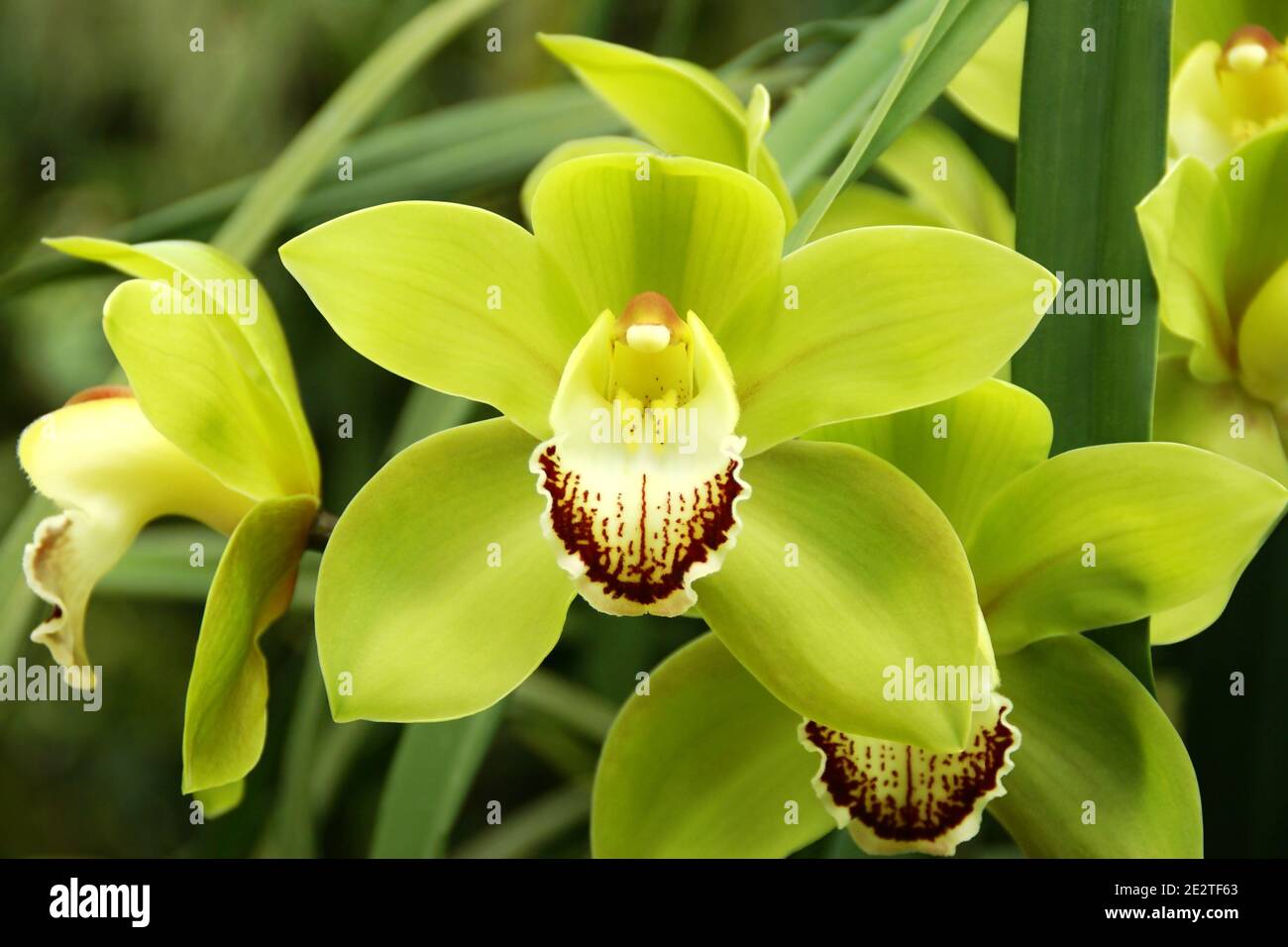 Flores de Orquídea de Cymbidium verde en flor Fotografía de stock - Alamy