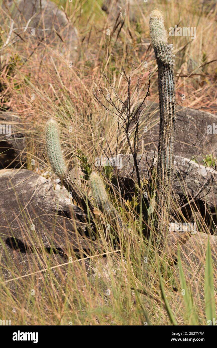 Cactus en hábitat natural visto en el Parque Nacional Serra do CIPO en Minas Gerais, Brasil Foto de stock