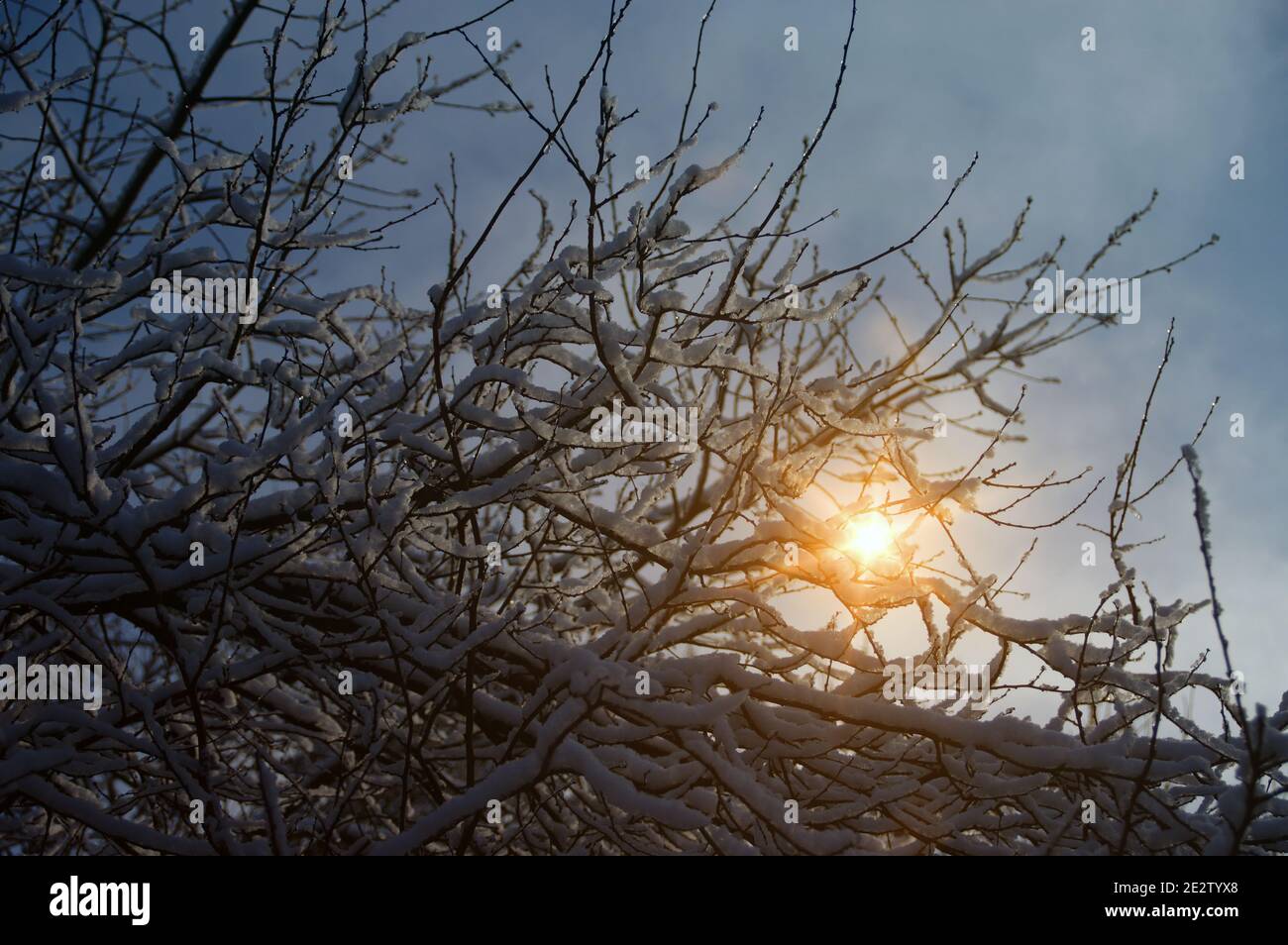 Nieve en las ramas del árbol bajo el sol. Una capa de invierno cubierta de la planta blanca cubierta por el sol. Hermosa vista estacional de la naturaleza. Foto de stock
