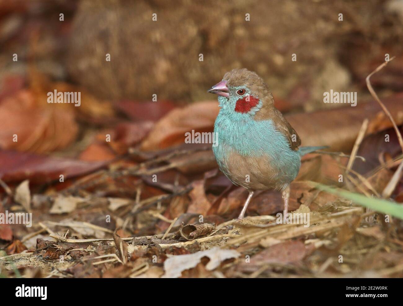 Cordon-bleu de mejillas rojas (Uraeginthus bengalus bengalus) macho adulto de pie en tierra Mole NP, Ghana Febrero Foto de stock