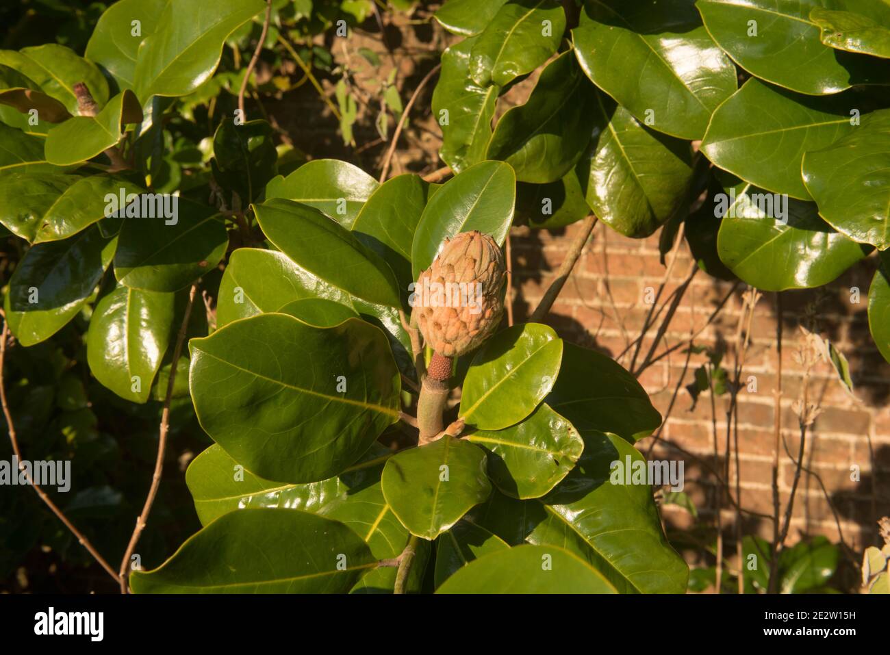 Primer plano de la fruta de invierno de un arbusto de la Bahía de Toro (Magnolia grandiflora) creciendo por una pared en un jardín en Devon Rural, Inglaterra, Reino Unido Foto de stock