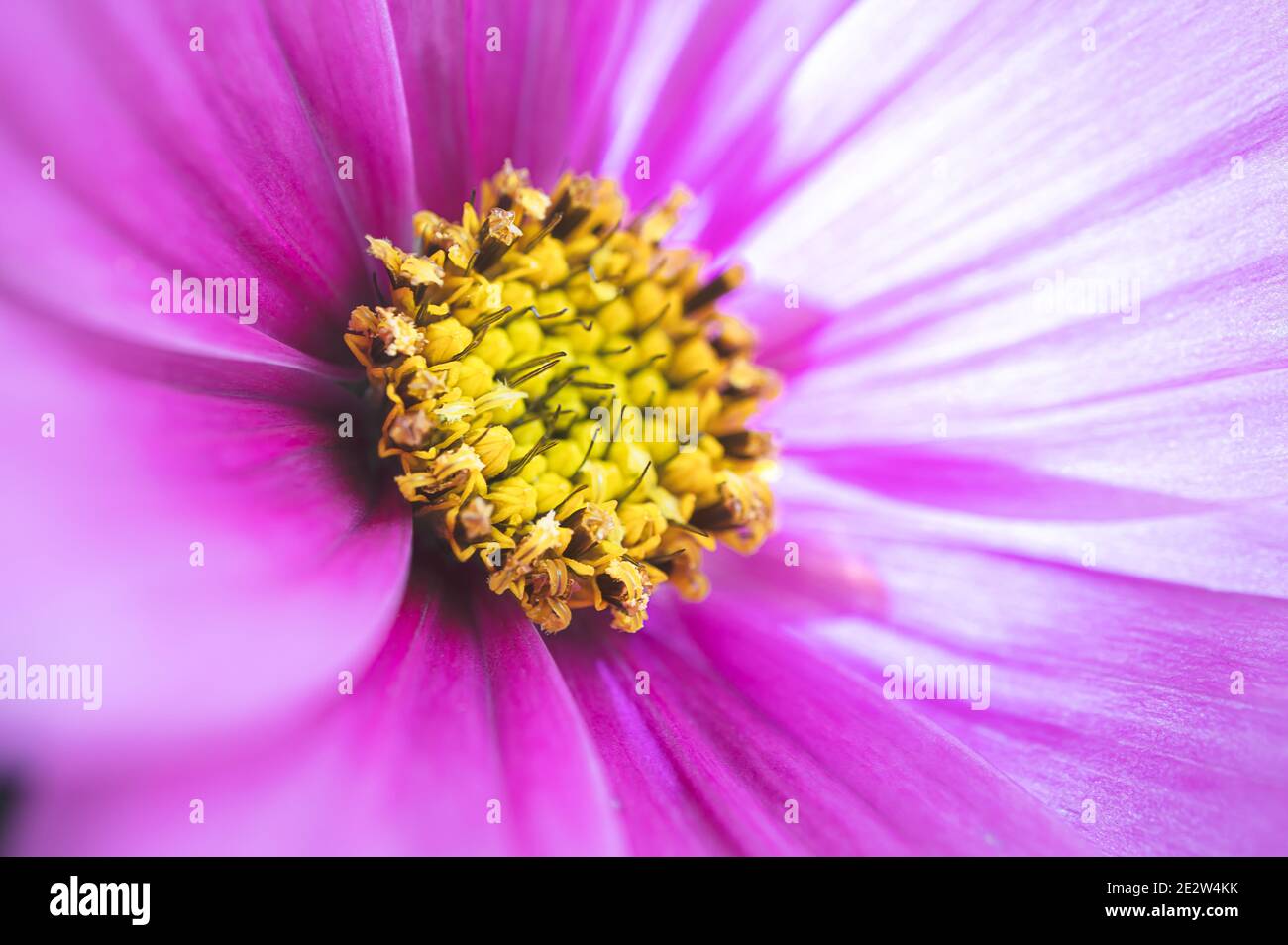 Primer plano de flor rosa con estambres amarillos un fondo natural hermoso, enfoque selectivo Foto de stock