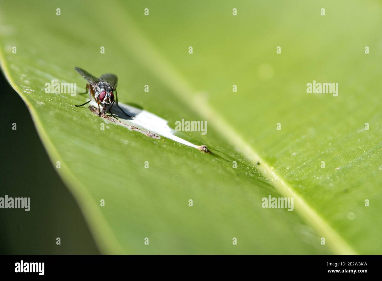 Guatemala, Centroamérica: Una mosca se sienta en una hoja verde grasa y chupa Foto de stock