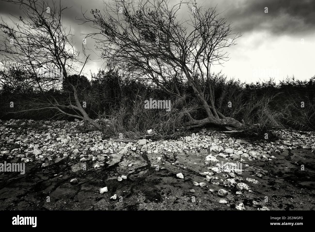 Plantando árboles Dormitorio Calificación Blanco y negro tiro de la naturaleza muerta con snapped los árboles bajo el cielo oscuro Fotografía de stock - Alamy Plantando árboles Dormitorio Calificación Blanco y negro tiro de la naturaleza muerta con snapped los árboles bajo el cielo oscuro Fotografía de stock - Alamy
