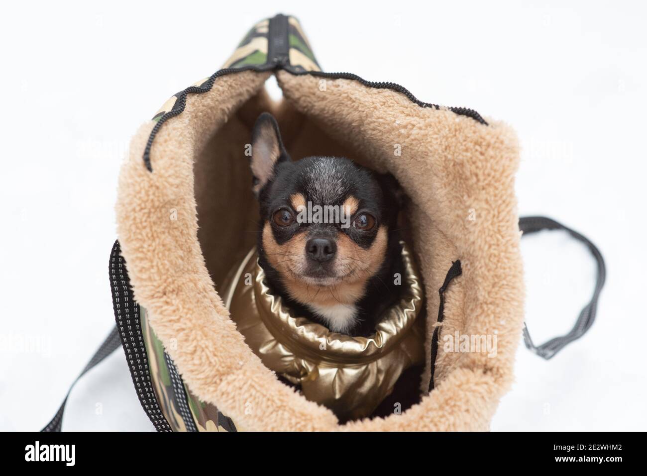 Perro Chihuahua en una bolsa en invierno. Chihuahua en una bolsa de  transporte para perros en invierno. Chihuahua en ropa Fotografía de stock -  Alamy