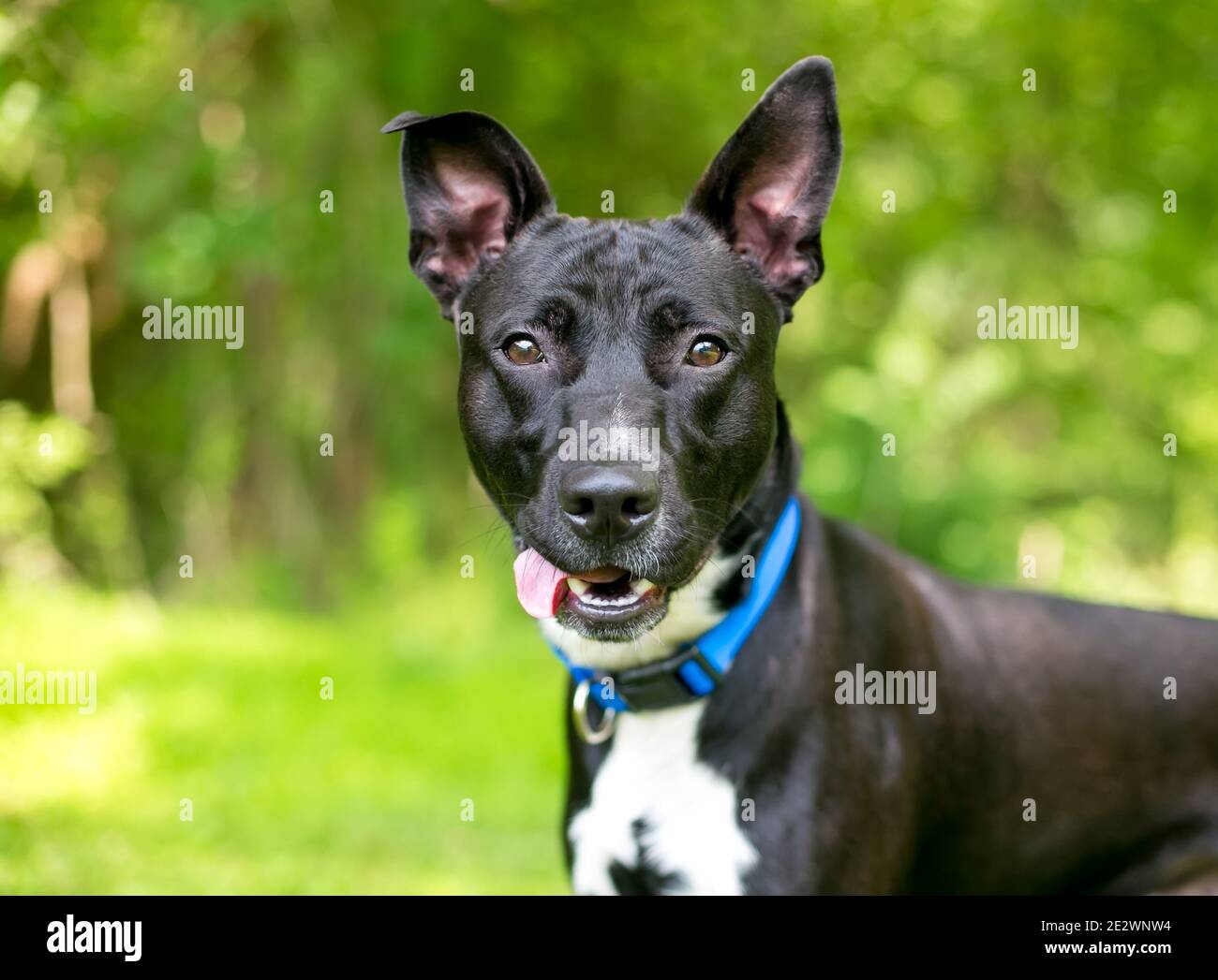 Un perro de raza mixta blanco y negro mirando el cámara con una expresión  de goofy en su cara Fotografía de stock - Alamy