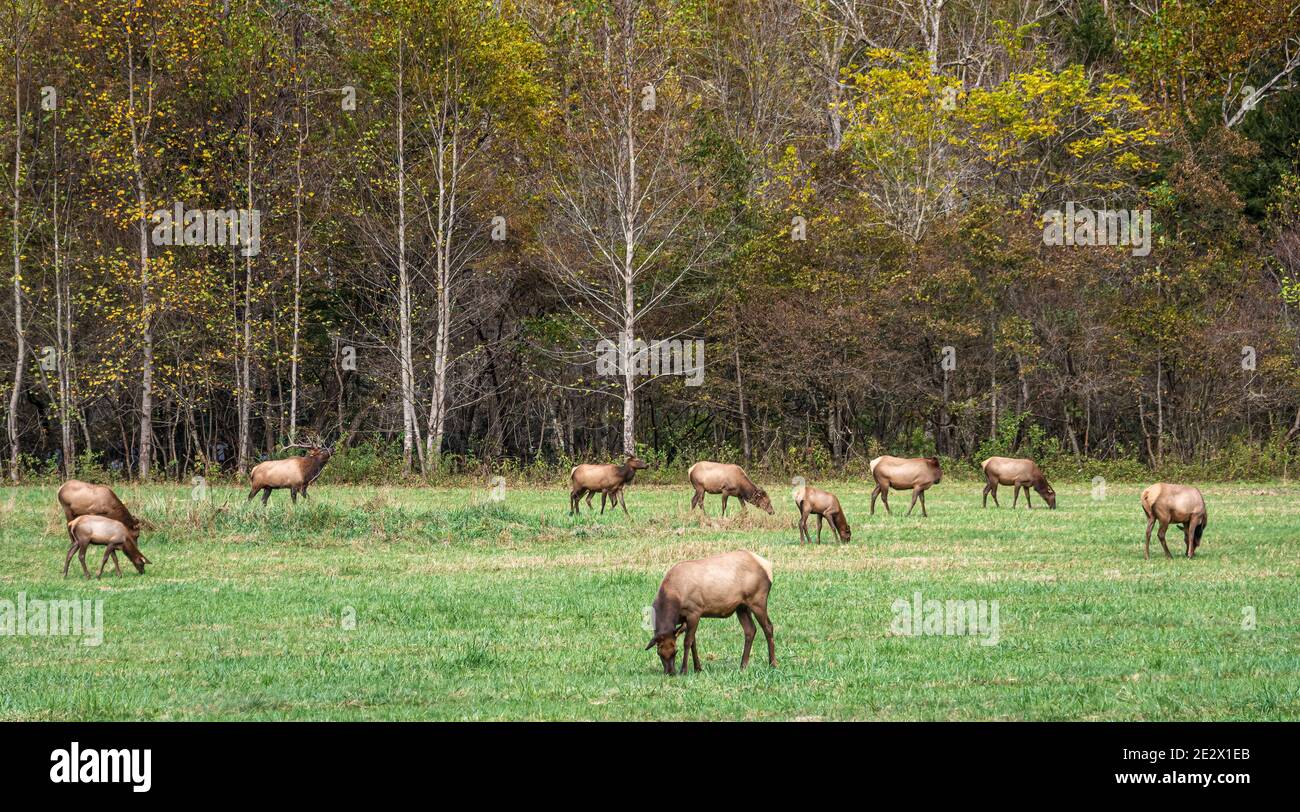 Rebaño de alces en el Parque Nacional Great Smoky Mountains cerca de Cherokee, Carolina del Norte. (EE.UU.) Foto de stock