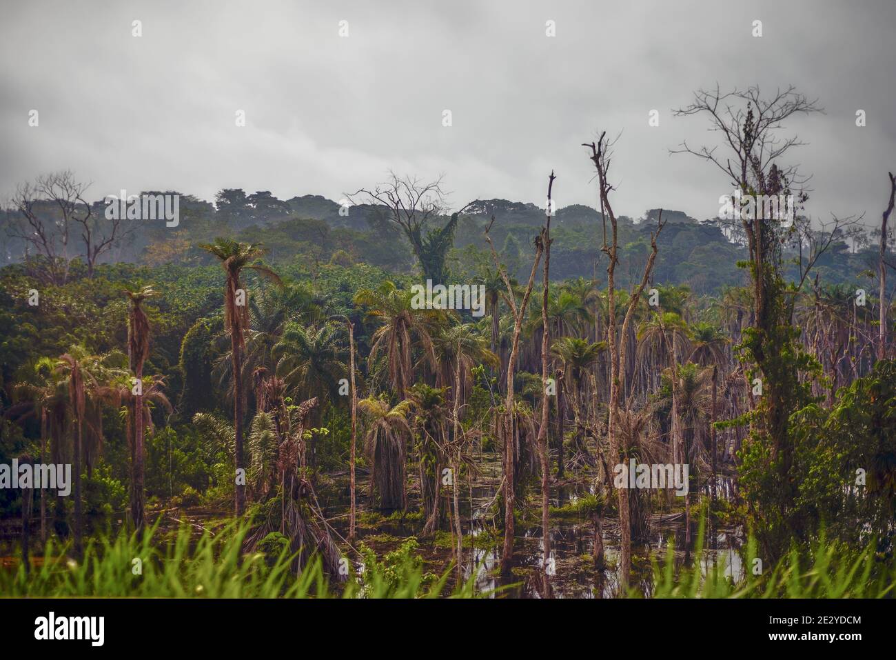 Bosque tropical lluvioso en África Central Foto de stock