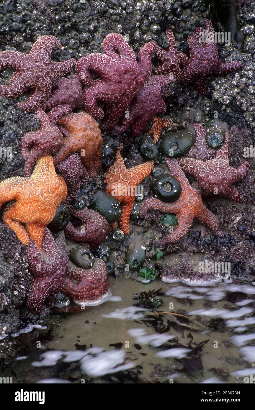 Estrellas de mar de ocre en tidepool, Mirador de Strawberry Hill, Mirador del Estado de Neptuno, Oregon Foto de stock