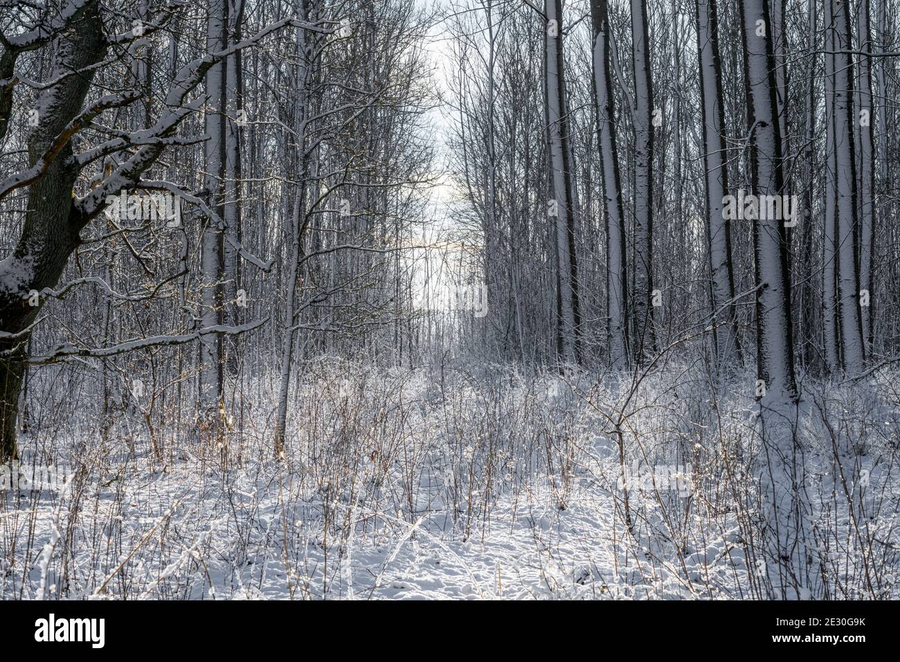 Una foto retroiluminada de un bosque brillante cubierto de nieve un día frío de invierno crujiente. Foto de Eslov, sur de Suecia Foto de stock