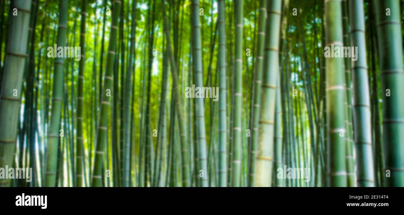 (Enfoque selectivo) impresionante vista de un bosque de bambú desenfocado durante un día soleado. Arashiyama Bamboo Grove, Kioto, Japón. Fondo verde natural. Foto de stock