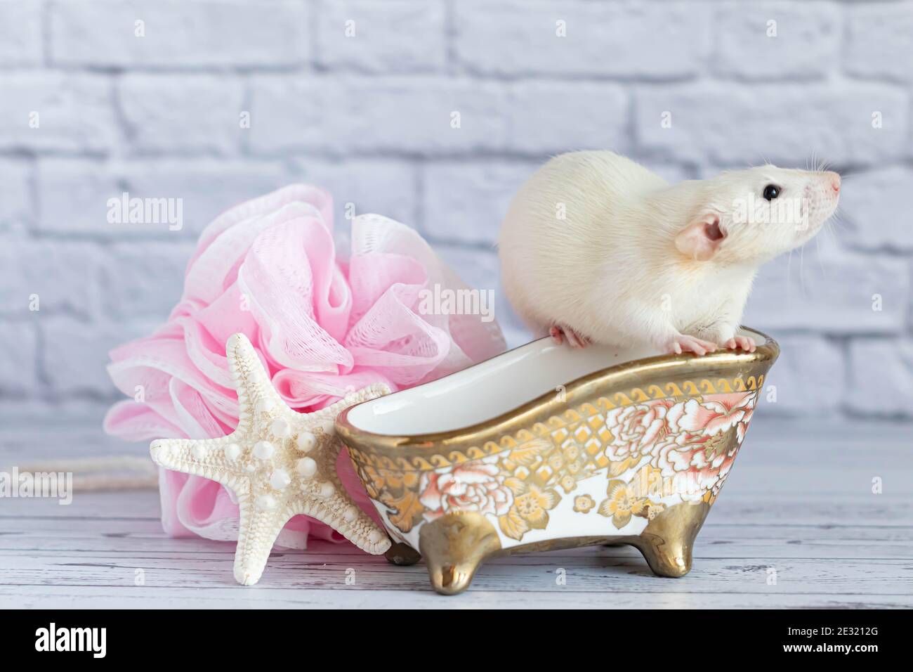 violencia almohada hipoteca Una linda rata blanca decorativa toma un baño. Cerca se encuentra una  estrella de mar y un paño rosa Fotografía de stock - Alamy