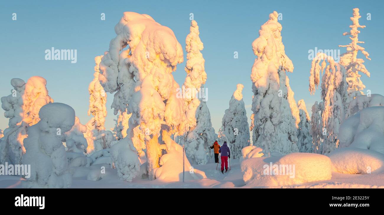 Snowshoeers en el bosque nevado de Laponia finlandesa Foto de stock