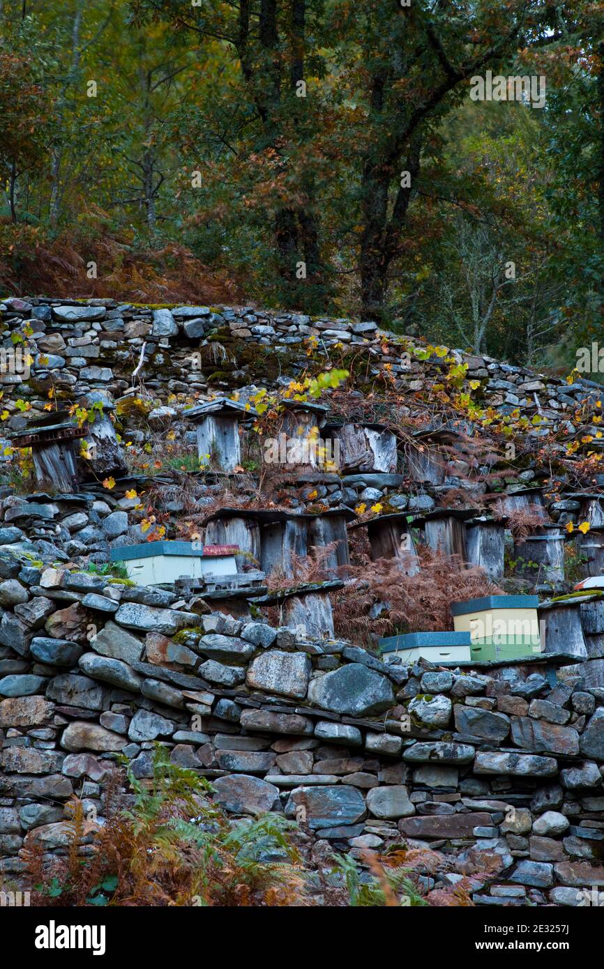 Cortín de cadenas, Bosque Atlántico, Reserva Integral de Muniellos, Asturias.  Bosque. Reserva Natural Muniellos. Asturias. España Fotografía de stock -  Alamy