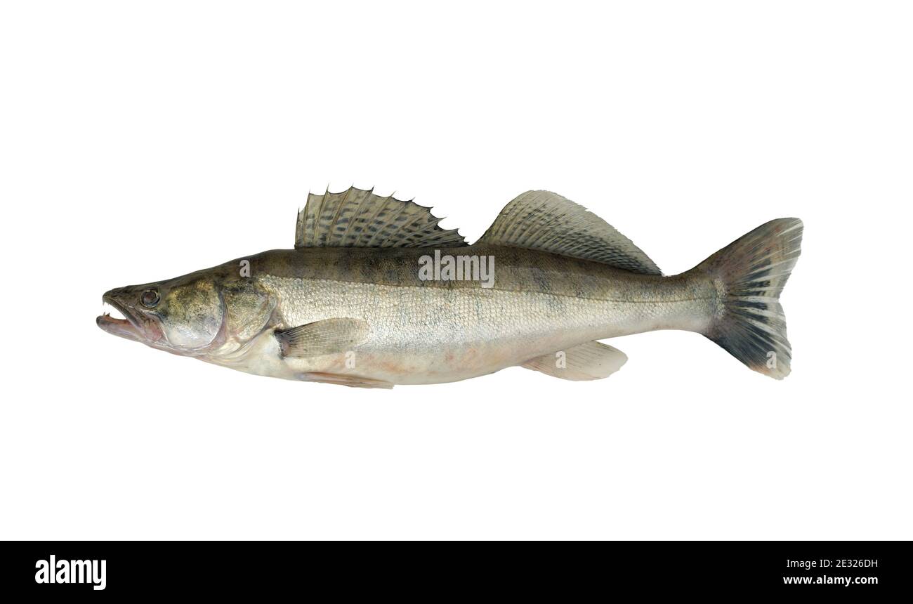 Foto de un pez sobre un fondo blanco. Zander o perca lucio (lucioperca lucioperca) es primo mayor de la lucioperca americana. Foto de stock