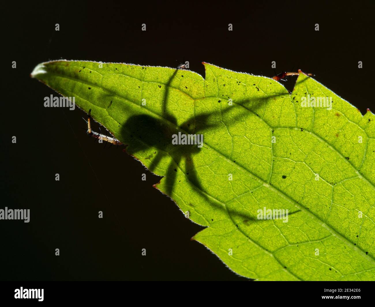 Foto retroiluminada de una araña orbitadora masculina que acecha detrás de una hoja verde en el pantano de la Bahía de Boundary, Ladner, Delta, British Columbia, Canadá Foto de stock