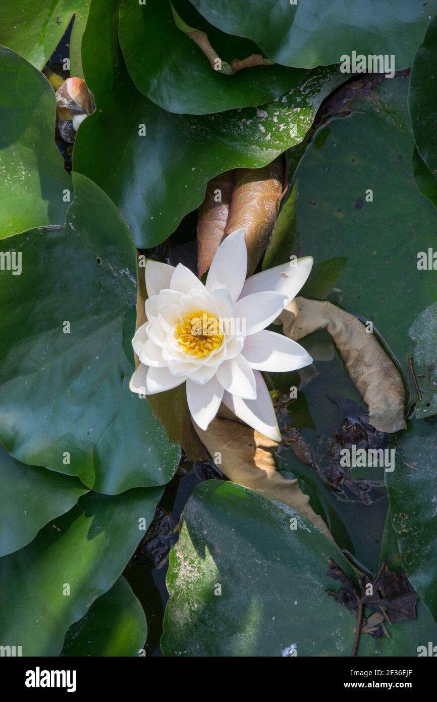 Hermoso lirio de agua en flor, flores de plantas acuáticas, hojas verdes de  fondo, cabeza de flor de cerca (Nymphea alba Fotografía de stock - Alamy