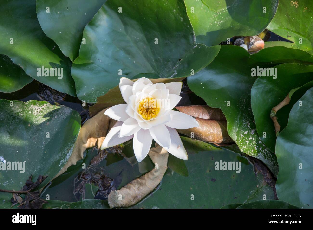 Hermoso lirio de agua en flor, flores de plantas acuáticas, hojas verdes de  fondo, cabeza de flor de cerca (Nymphea alba Fotografía de stock - Alamy