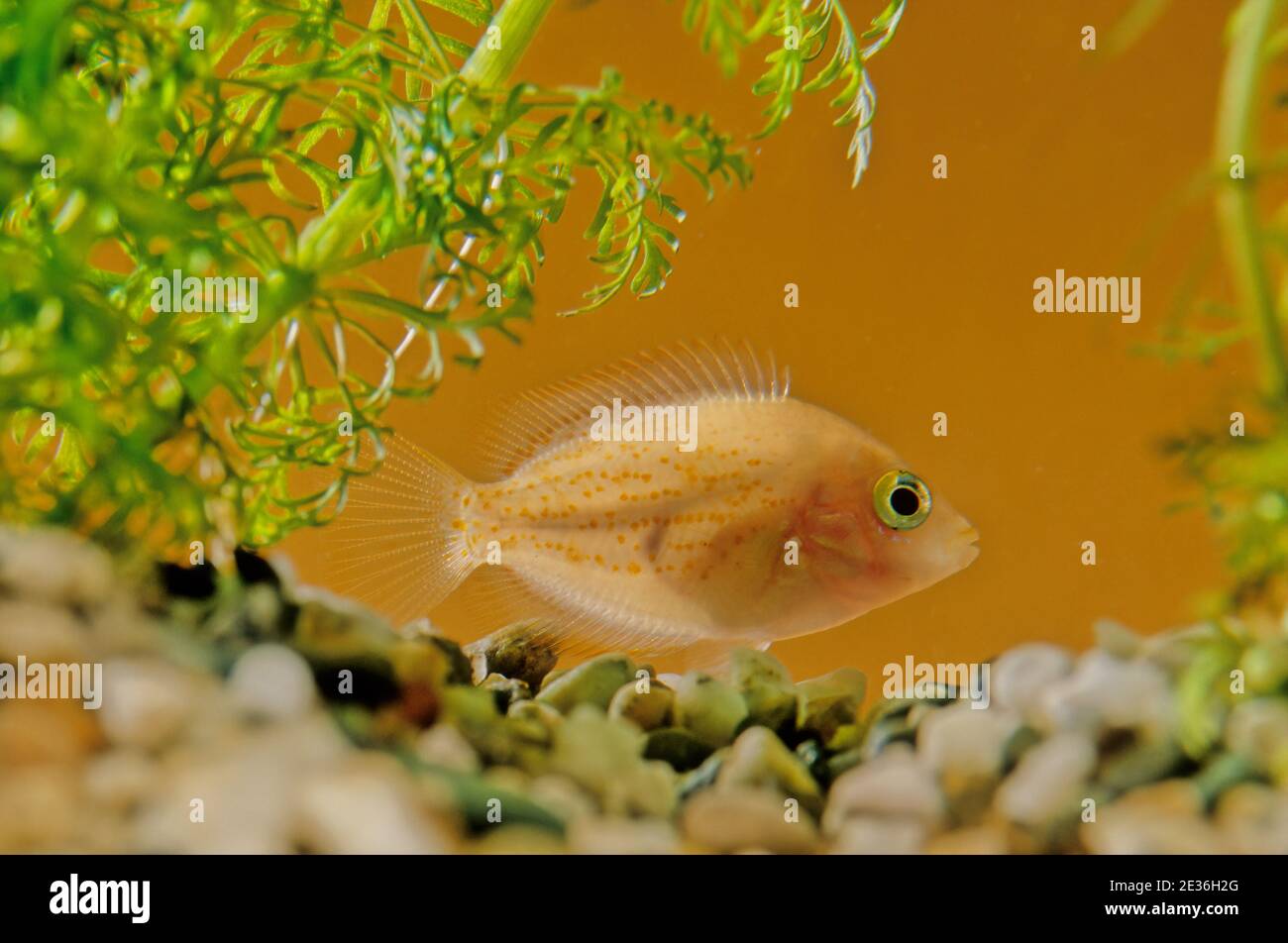 El cromo anaranjado (Etroplus maculatus) es una especie de peces