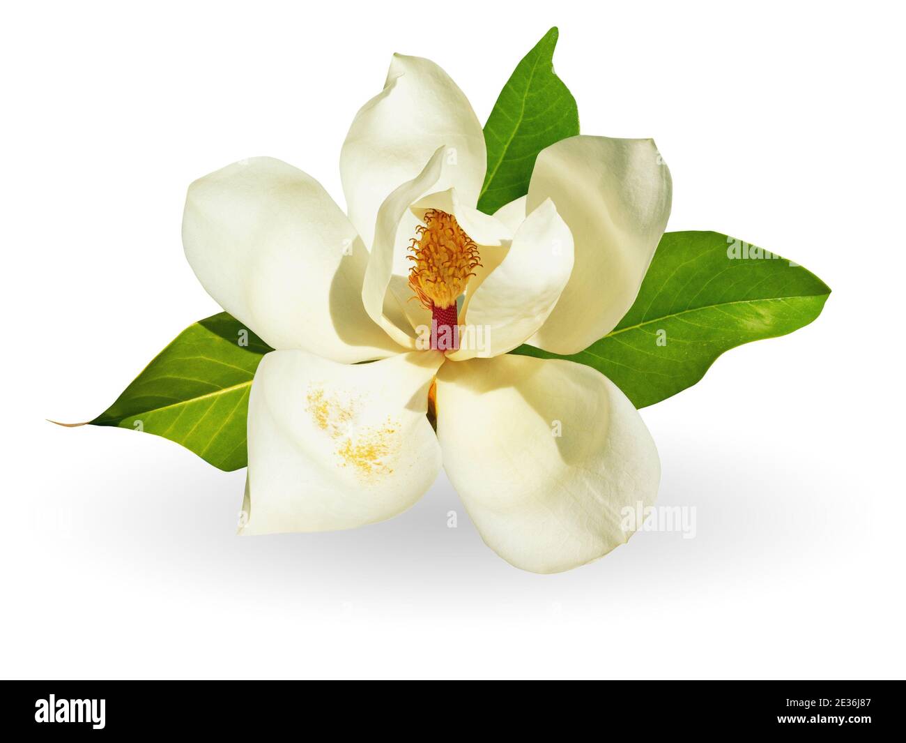 Flor de Magnolia, Magnolia grandiflora. Aislado sobre fondo blanco Foto de stock