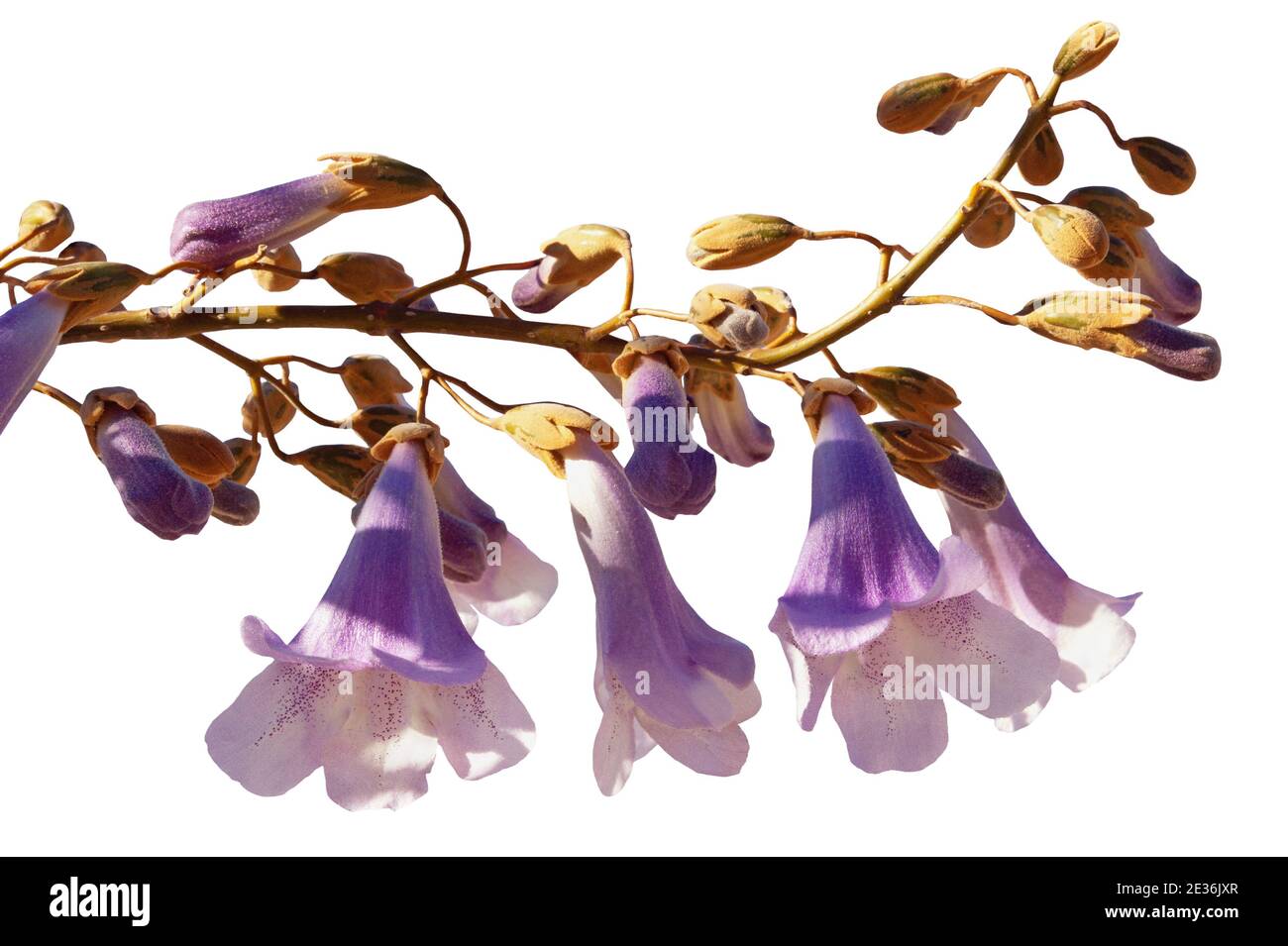 Rama del árbol de Paulownia tomentosa con flores y brotes. Aislado sobre blanco Foto de stock